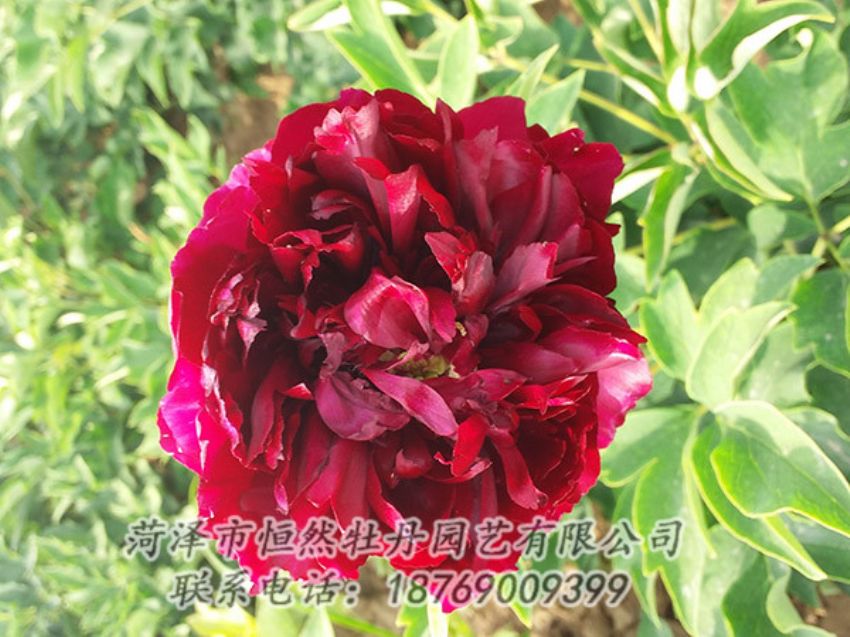 點擊查看詳細信息<br>標題：紅色牡丹 閱讀次數(shù)：1040