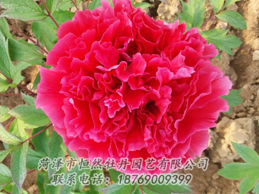 點擊查看詳細信息<br>標題：紅色牡丹 閱讀次數(shù)：1156