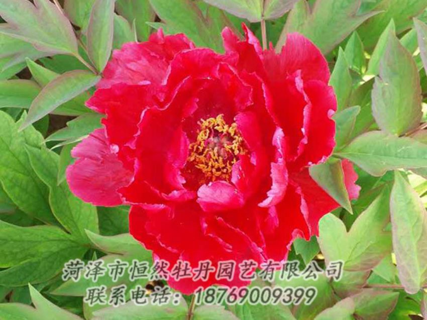 點擊查看詳細信息<br>標題：紅色牡丹 閱讀次數(shù)：1196