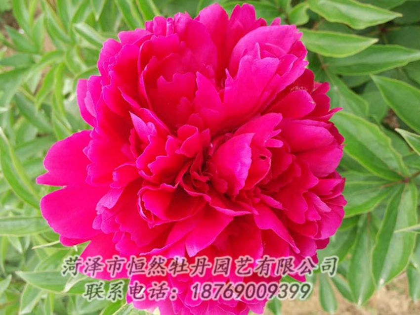 點(diǎn)擊查看詳細(xì)信息<br>標(biāo)題：紅色芍藥 閱讀次數(shù)：1062