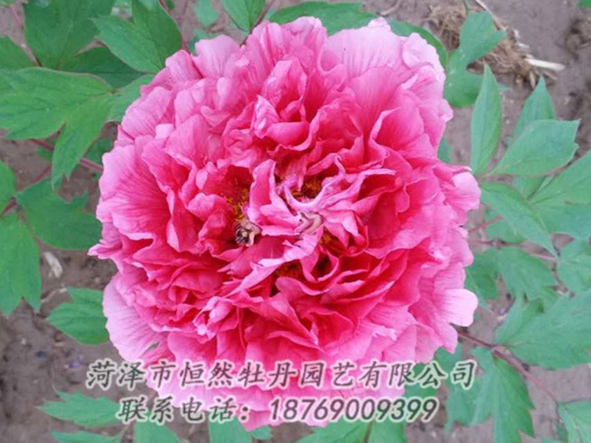 點(diǎn)擊查看詳細(xì)信息<br>標(biāo)題：紅色牡丹 閱讀次數(shù)：2080