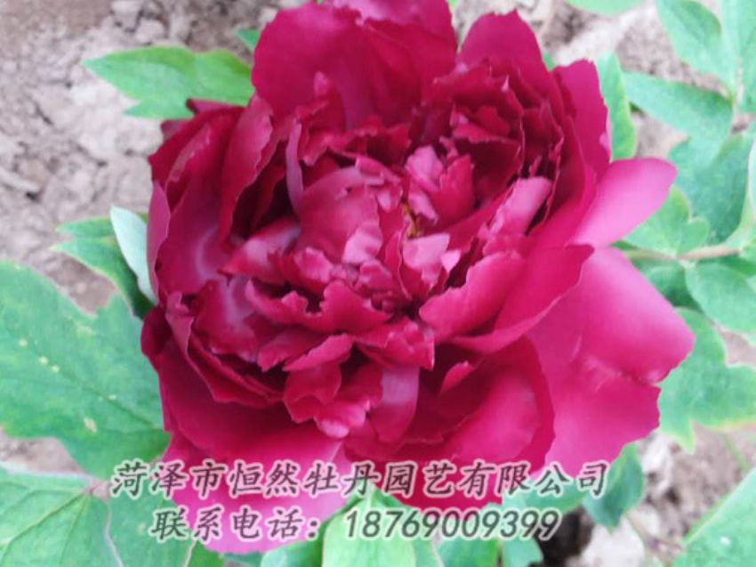 點(diǎn)擊查看詳細(xì)信息<br>標(biāo)題：紅色牡丹 閱讀次數(shù)：1393