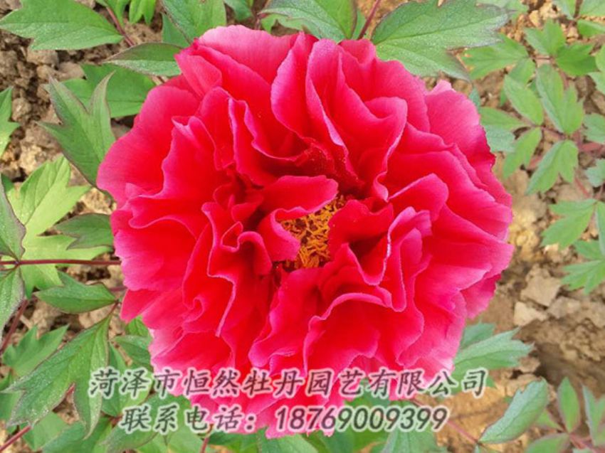 點(diǎn)擊查看詳細(xì)信息<br>標(biāo)題：紅色牡丹 閱讀次數(shù)：1226