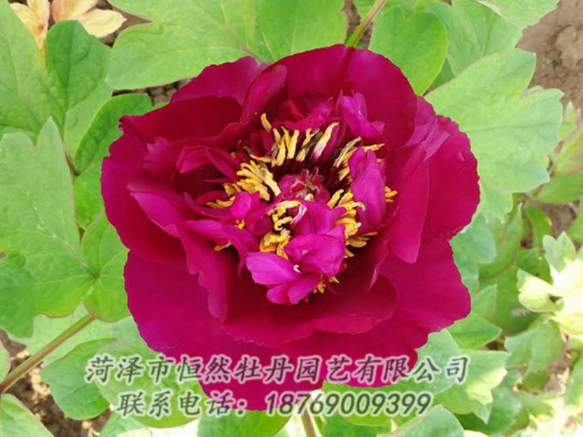點(diǎn)擊查看詳細(xì)信息<br>標(biāo)題：紅色牡丹 閱讀次數(shù)：1957