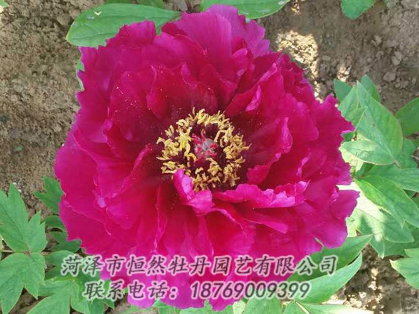 點(diǎn)擊查看詳細(xì)信息<br>標(biāo)題：紅色牡丹 閱讀次數(shù)：1335
