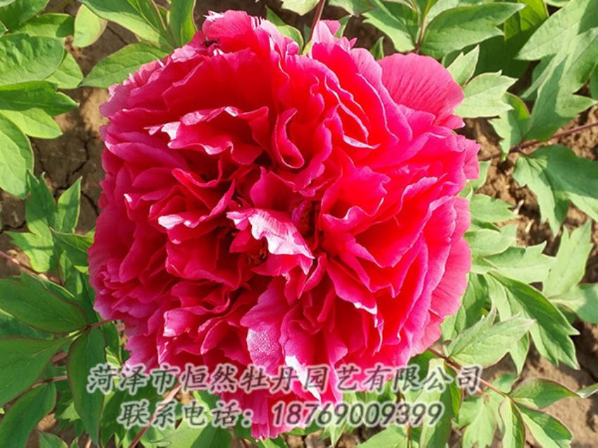 點(diǎn)擊查看詳細(xì)信息<br>標(biāo)題：紅色牡丹 閱讀次數(shù)：1353