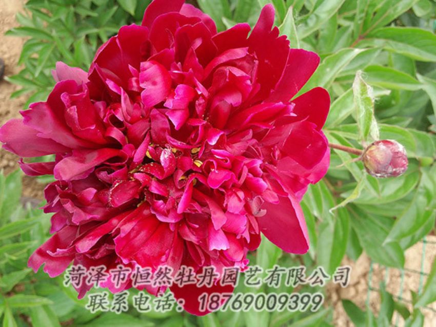 點(diǎn)擊查看詳細(xì)信息<br>標(biāo)題：紅色芍藥 閱讀次數(shù)：1101