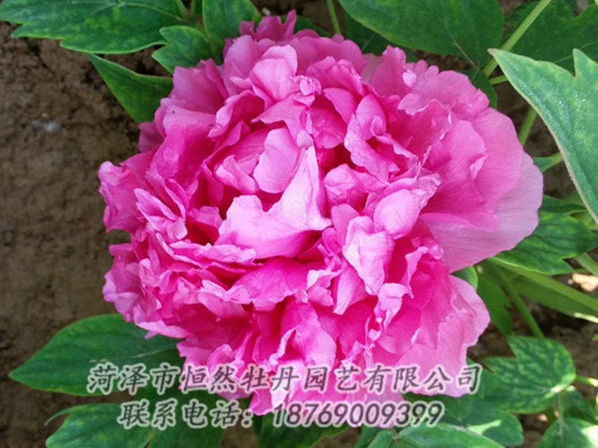 點(diǎn)擊查看詳細(xì)信息<br>標(biāo)題：紅色牡丹 閱讀次數(shù)：2207
