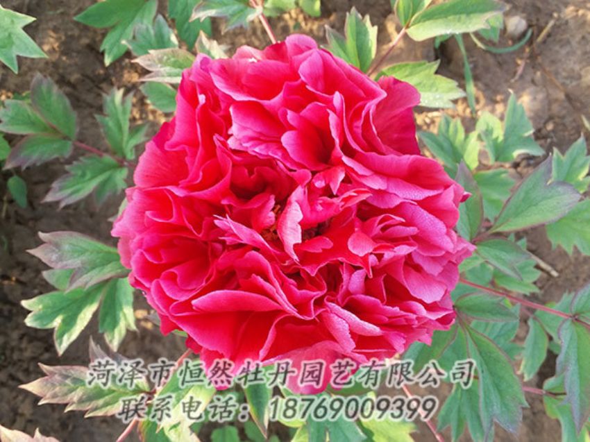 點(diǎn)擊查看詳細(xì)信息<br>標(biāo)題：紅色牡丹 閱讀次數(shù)：1337