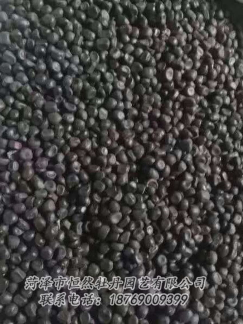 點擊查看詳細信息<br>標題：油用牡丹 閱讀次數(shù)：1260