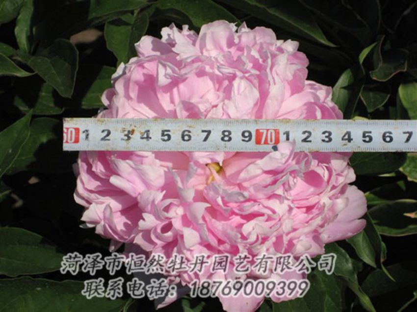 點(diǎn)擊查看詳細(xì)信息<br>標(biāo)題：桃面爭(zhēng)春 閱讀次數(shù)：1288