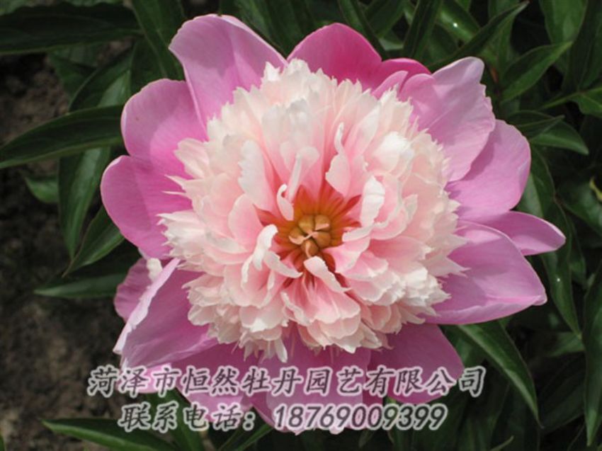 點(diǎn)擊查看詳細(xì)信息<br>標(biāo)題：蓮花臺(tái) 閱讀次數(shù)：2121