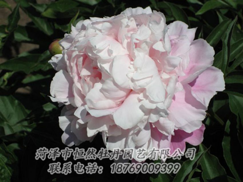 點擊查看詳細信息<br>標題：粉玉樓 閱讀次數(shù)：1268