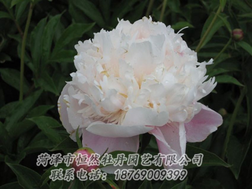 點擊查看詳細信息<br>標題：粉池滴翠 閱讀次數(shù)：1310