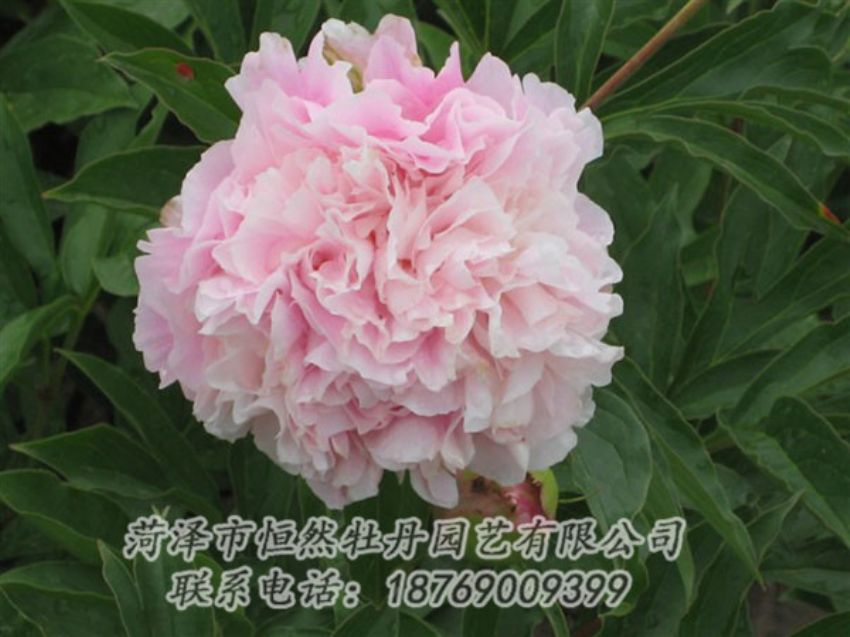 點擊查看詳細信息<br>標題：粉面桃花 閱讀次數(shù)：1370