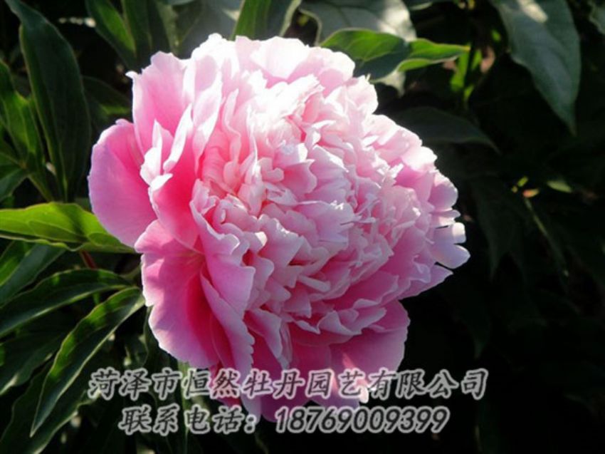 點擊查看詳細信息<br>標題：粉色芍藥 閱讀次數(shù)：2168