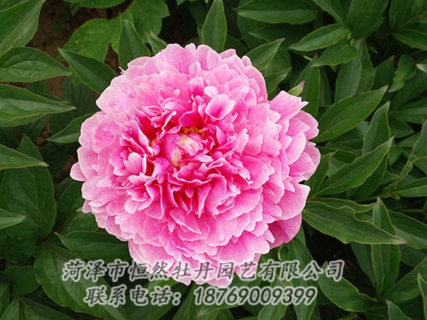 點擊查看詳細信息<br>標題：粉色芍藥 閱讀次數(shù)：1243