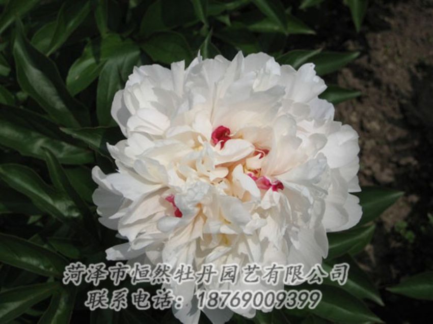 點(diǎn)擊查看詳細(xì)信息<br>標(biāo)題：雪原紅星 閱讀次數(shù)：1505