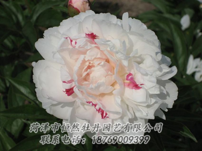 點(diǎn)擊查看詳細(xì)信息<br>標(biāo)題：五花龍玉 閱讀次數(shù)：1268