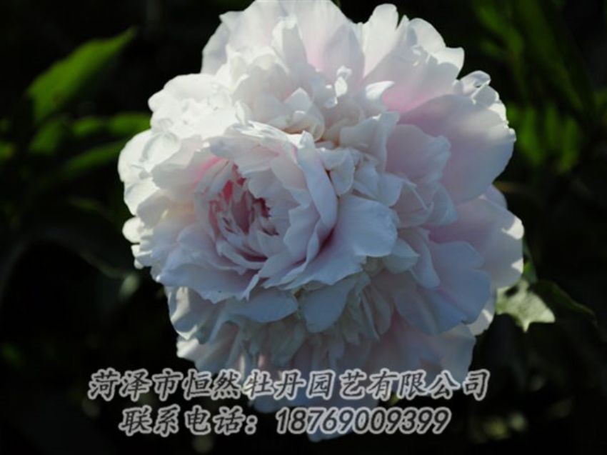 點擊查看詳細信息<br>標題：粉色芍藥 閱讀次數(shù)：1219
