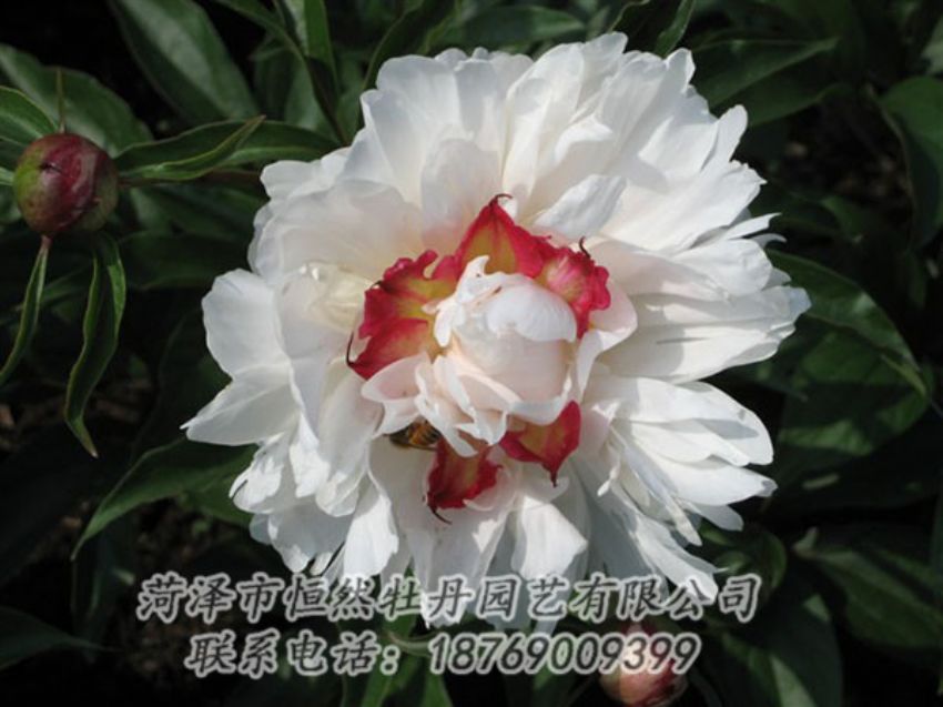 點(diǎn)擊查看詳細(xì)信息<br>標(biāo)題：無(wú)花龍玉 閱讀次數(shù)：2158