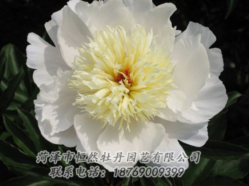 點(diǎn)擊查看詳細(xì)信息<br>標(biāo)題：金簪刺玉 閱讀次數(shù)：1306