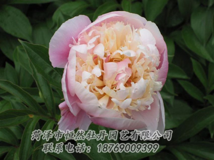 點(diǎn)擊查看詳細(xì)信息<br>標(biāo)題：湖光山色 閱讀次數(shù)：1295