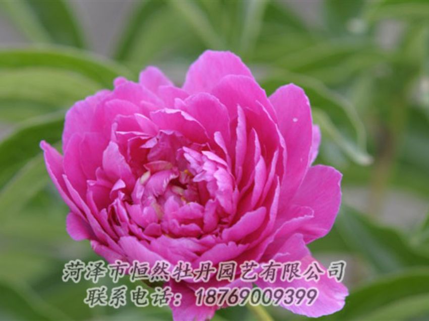 點擊查看詳細信息<br>標題：紅茶花 閱讀次數(shù)：1072