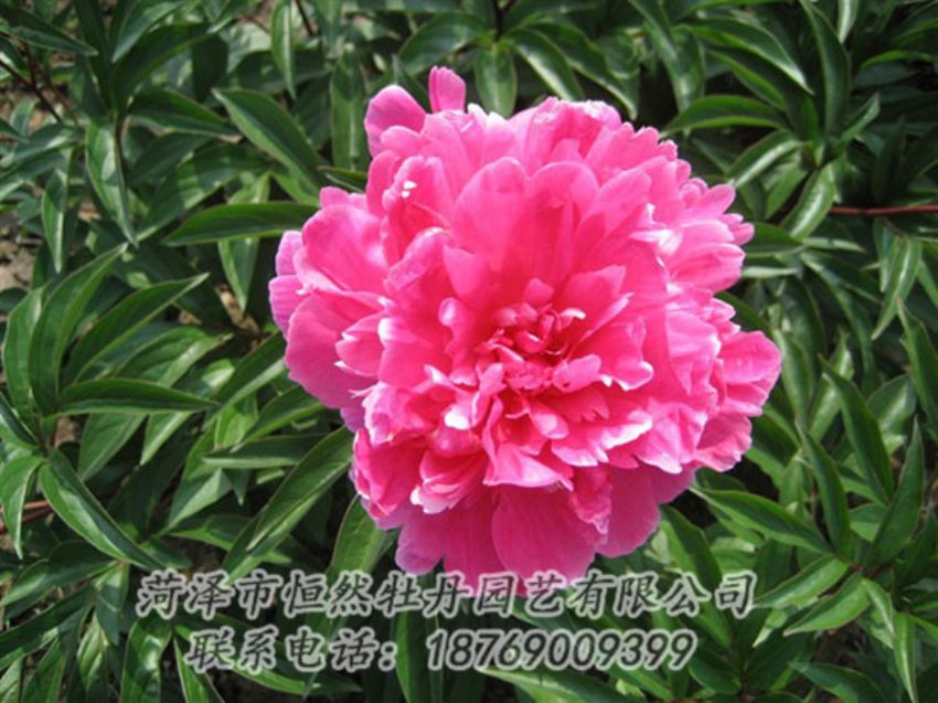 點擊查看詳細(xì)信息<br>標(biāo)題：富貴紅 閱讀次數(shù)：1040