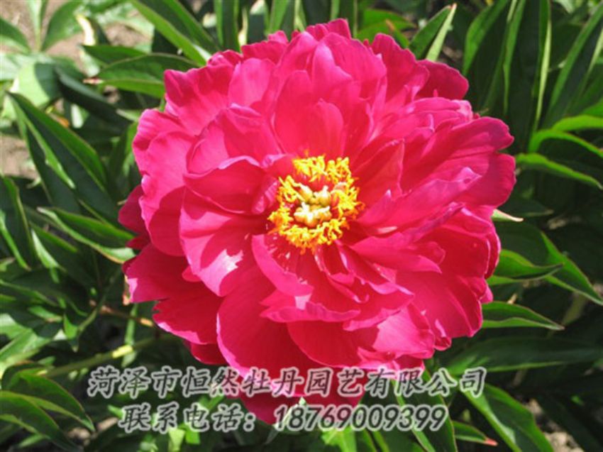 點擊查看詳細(xì)信息<br>標(biāo)題：大紅赤金 閱讀次數(shù)：1123