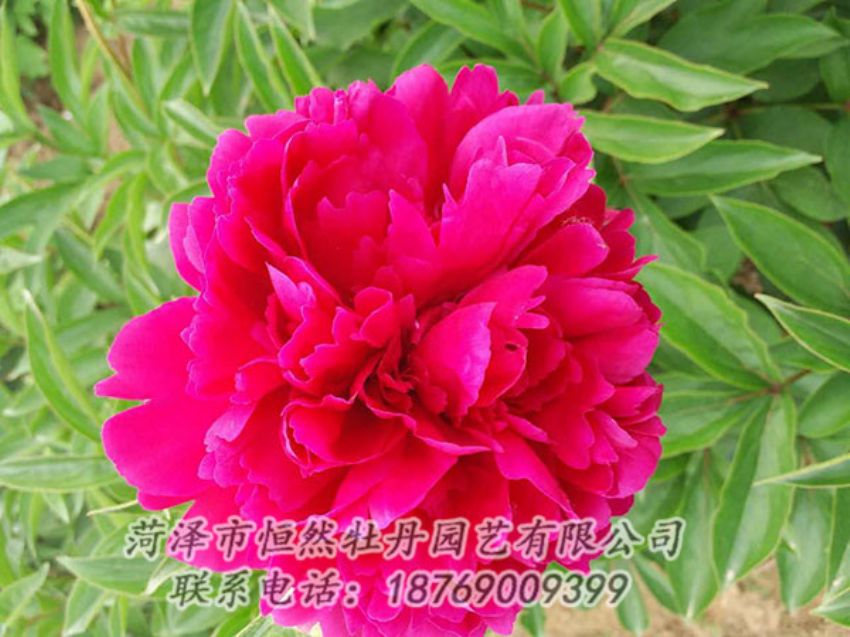 點擊查看詳細(xì)信息<br>標(biāo)題：紅色芍藥 閱讀次數(shù)：1066