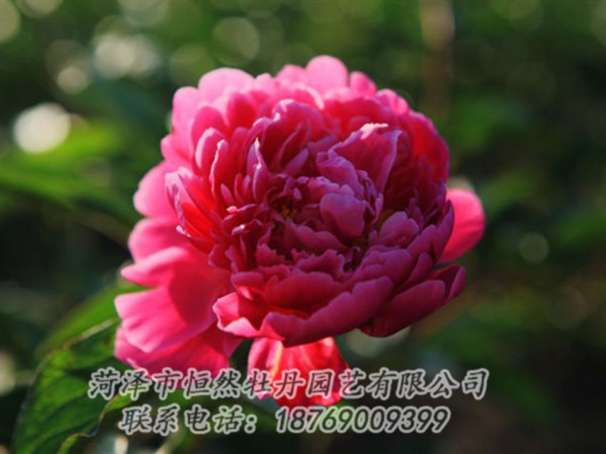 點擊查看詳細(xì)信息<br>標(biāo)題：大紅赤金 閱讀次數(shù)：1097