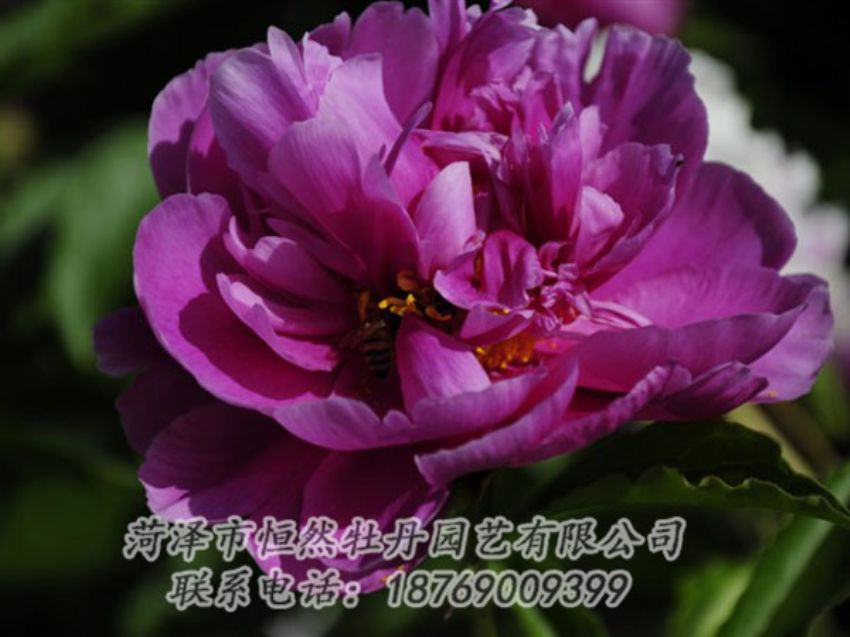 點(diǎn)擊查看詳細(xì)信息<br>標(biāo)題：紫凌 閱讀次數(shù)：1212