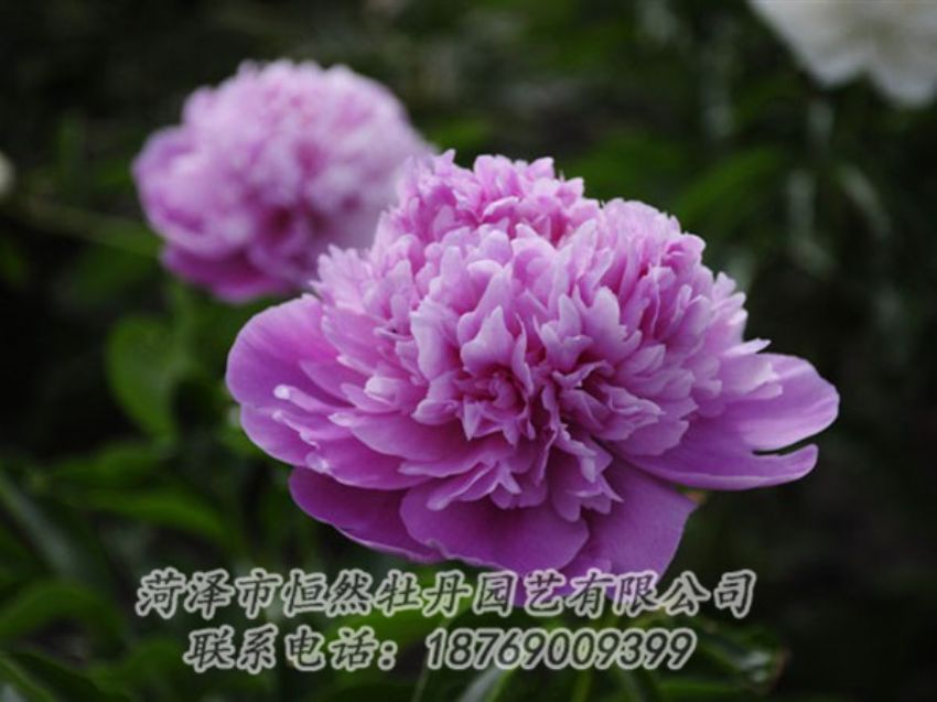 點(diǎn)擊查看詳細(xì)信息<br>標(biāo)題：紫色芍藥 閱讀次數(shù)：2162