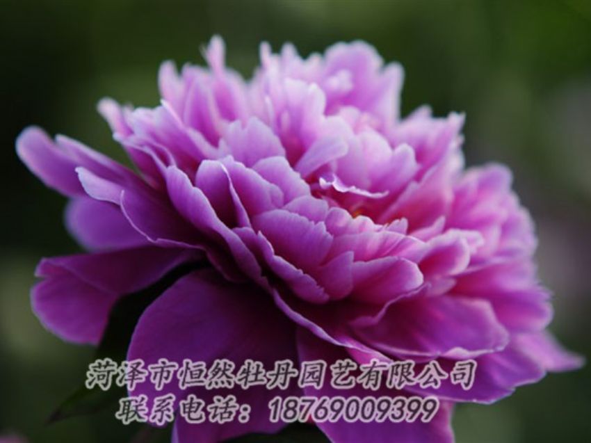 點(diǎn)擊查看詳細(xì)信息<br>標(biāo)題：紫色芍藥 閱讀次數(shù)：2188