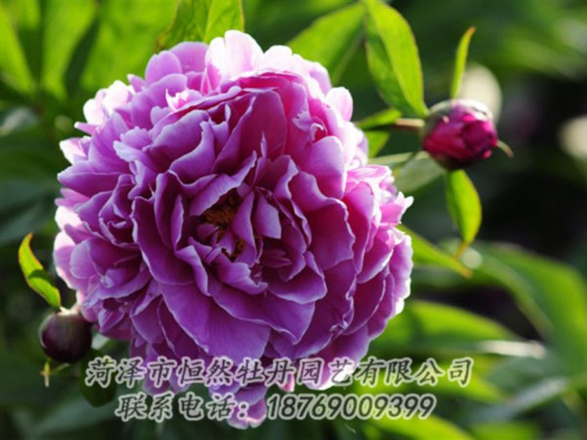 點(diǎn)擊查看詳細(xì)信息<br>標(biāo)題：紫色芍藥 閱讀次數(shù)：1315