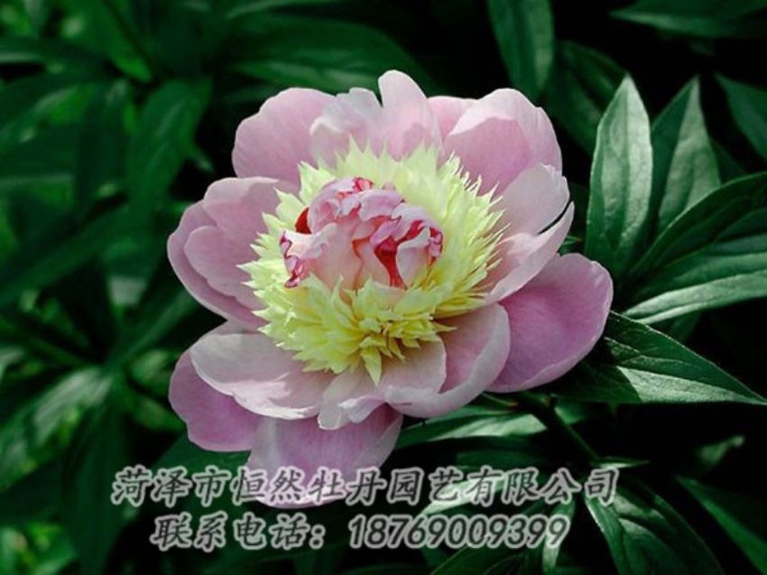 點(diǎn)擊查看詳細(xì)信息<br>標(biāo)題：復(fù)色芍藥 閱讀次數(shù)：1240