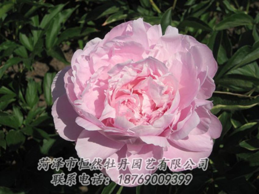 點(diǎn)擊查看詳細(xì)信息<br>標(biāo)題：藍(lán)田碧玉 閱讀次數(shù)：2383