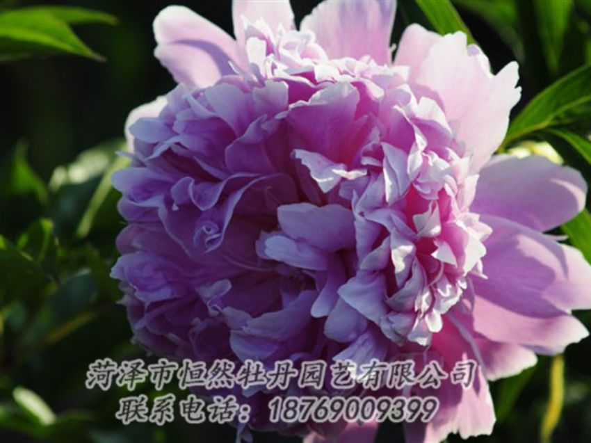 點(diǎn)擊查看詳細(xì)信息<br>標(biāo)題：藍(lán)菊 閱讀次數(shù)：1280