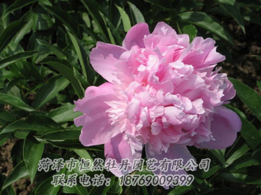 點(diǎn)擊查看詳細(xì)信息<br>標(biāo)題：富士山 閱讀次數(shù)：1209