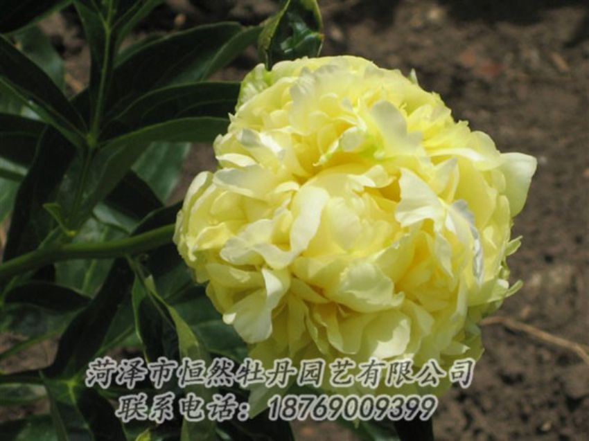 點(diǎn)擊查看詳細(xì)信息<br>標(biāo)題：黃色芍藥 閱讀次數(shù)：2056