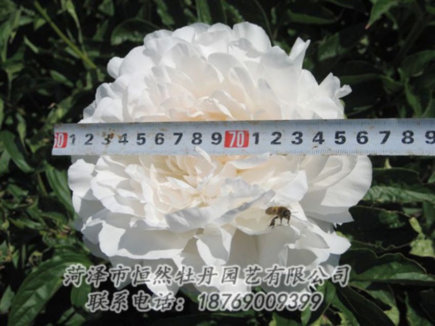 點擊查看詳細信息<br>標題：楊妃出浴 閱讀次數(shù)：1306