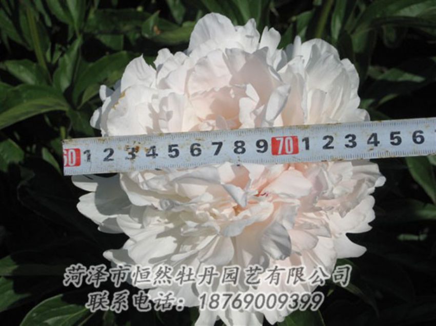 點擊查看詳細信息<br>標題：雪峰 閱讀次數(shù)：1175