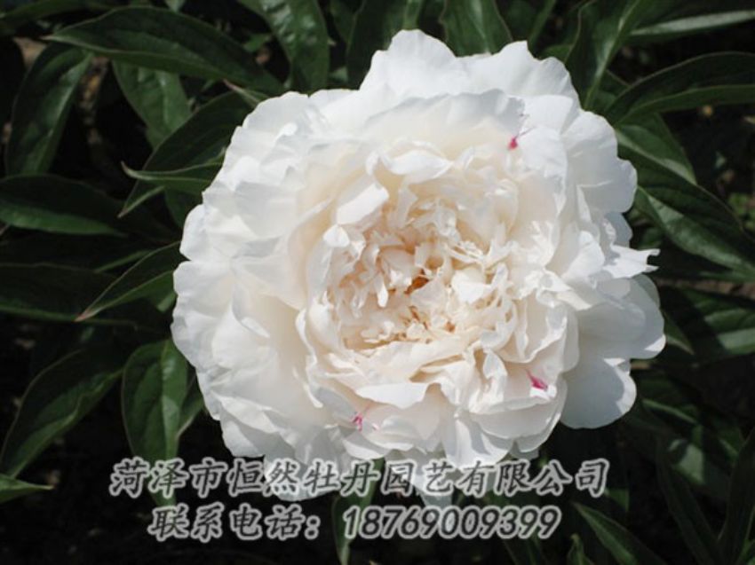 點擊查看詳細信息<br>標題：娃娃面 閱讀次數(shù)：1992