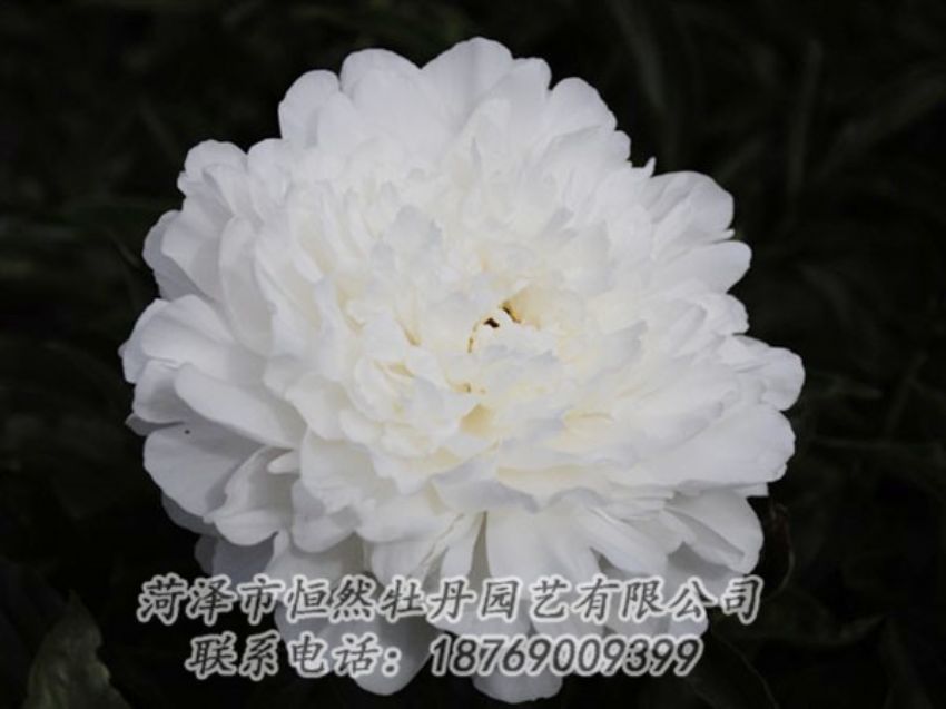點擊查看詳細信息<br>標題：沙金冠頂 閱讀次數(shù)：1250