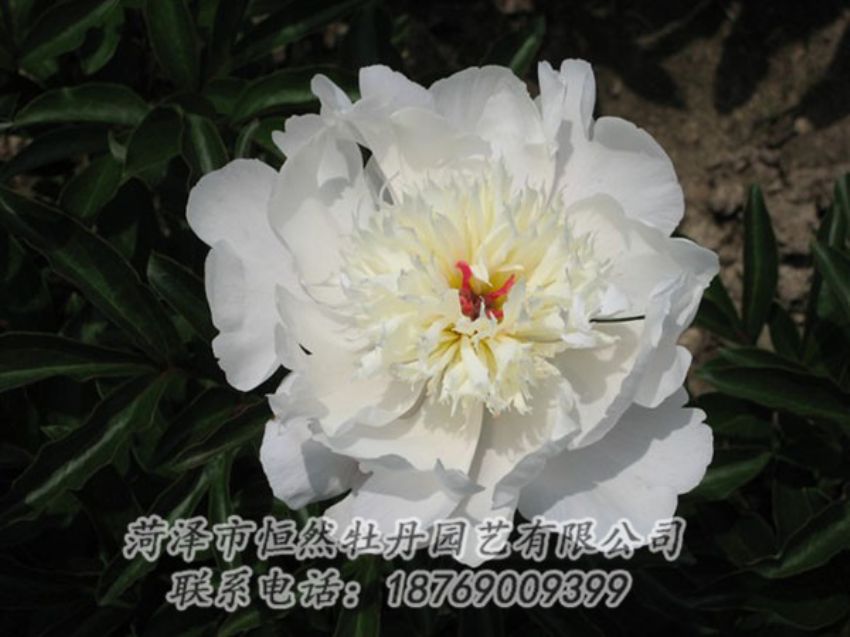 點擊查看詳細信息<br>標題：凌花晨浴 閱讀次數(shù)：1285