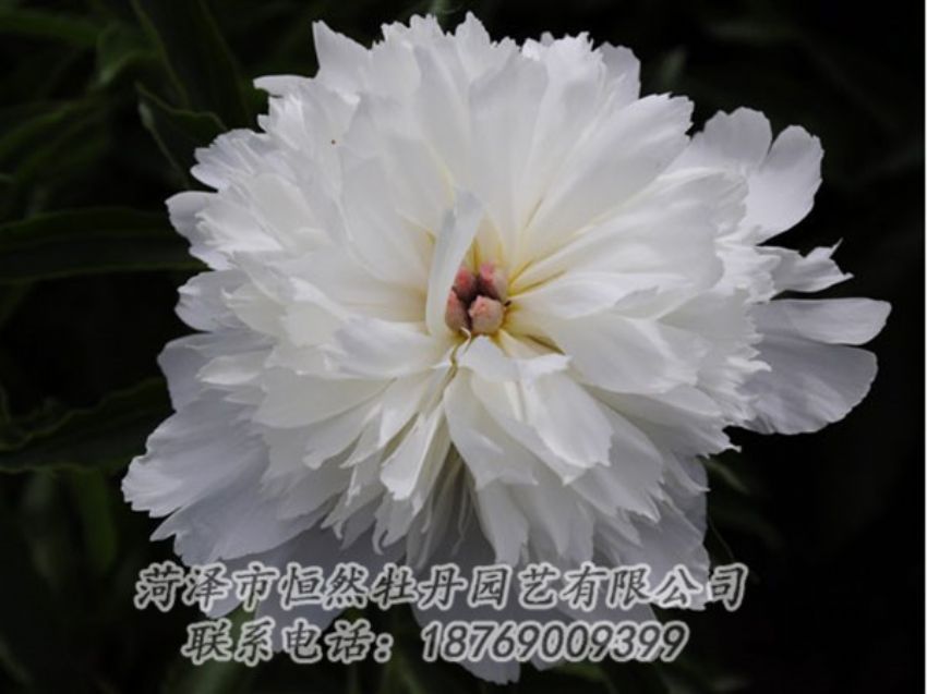 點擊查看詳細信息<br>標題：玲瓏玉 閱讀次數(shù)：1232