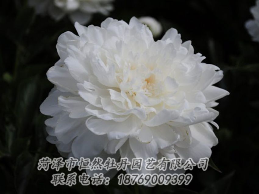 點擊查看詳細信息<br>標題：白色 閱讀次數(shù)：1263