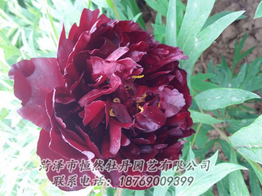 點擊查看詳細(xì)信息<br>標(biāo)題：黑色牡丹 閱讀次數(shù)：1272