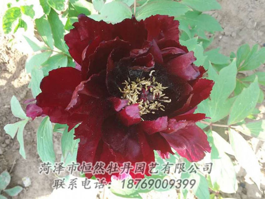 點擊查看詳細信息<br>標題：黑色牡丹 閱讀次數(shù)：1981